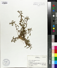 Rotala ramosior image