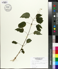 Circaea canadensis image