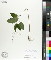 Circaea canadensis image