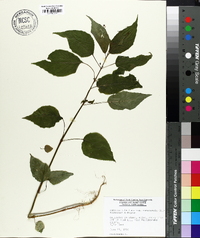 Circaea canadensis image