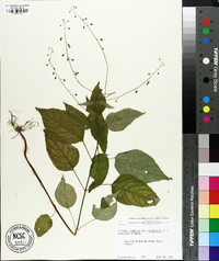 Circaea canadensis image