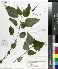 Circaea canadensis image