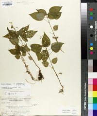 Circaea canadensis image