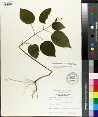 Circaea canadensis image