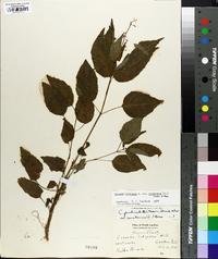 Circaea canadensis image