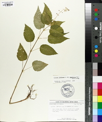 Circaea canadensis image