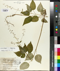 Circaea canadensis image