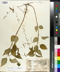 Circaea canadensis image