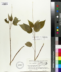 Circaea canadensis image