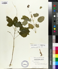 Circaea canadensis image