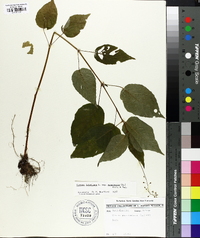 Circaea canadensis image