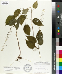 Circaea canadensis image