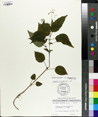 Circaea canadensis image