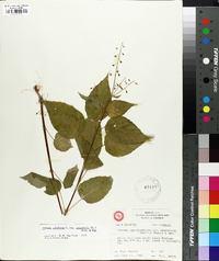 Circaea canadensis image