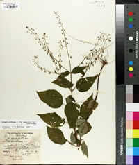 Circaea canadensis image