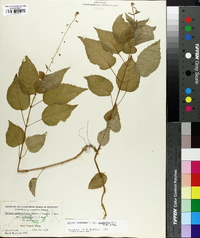 Circaea canadensis image