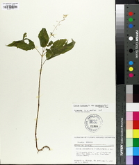 Circaea canadensis image