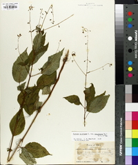 Circaea canadensis image