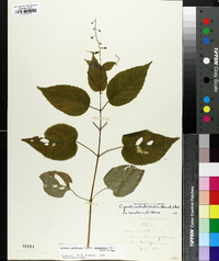 Circaea canadensis image