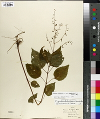 Circaea canadensis image