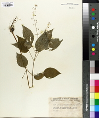 Circaea canadensis image