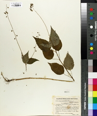 Circaea canadensis image