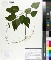 Circaea canadensis image