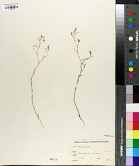 Epilobium anagallidifolium image