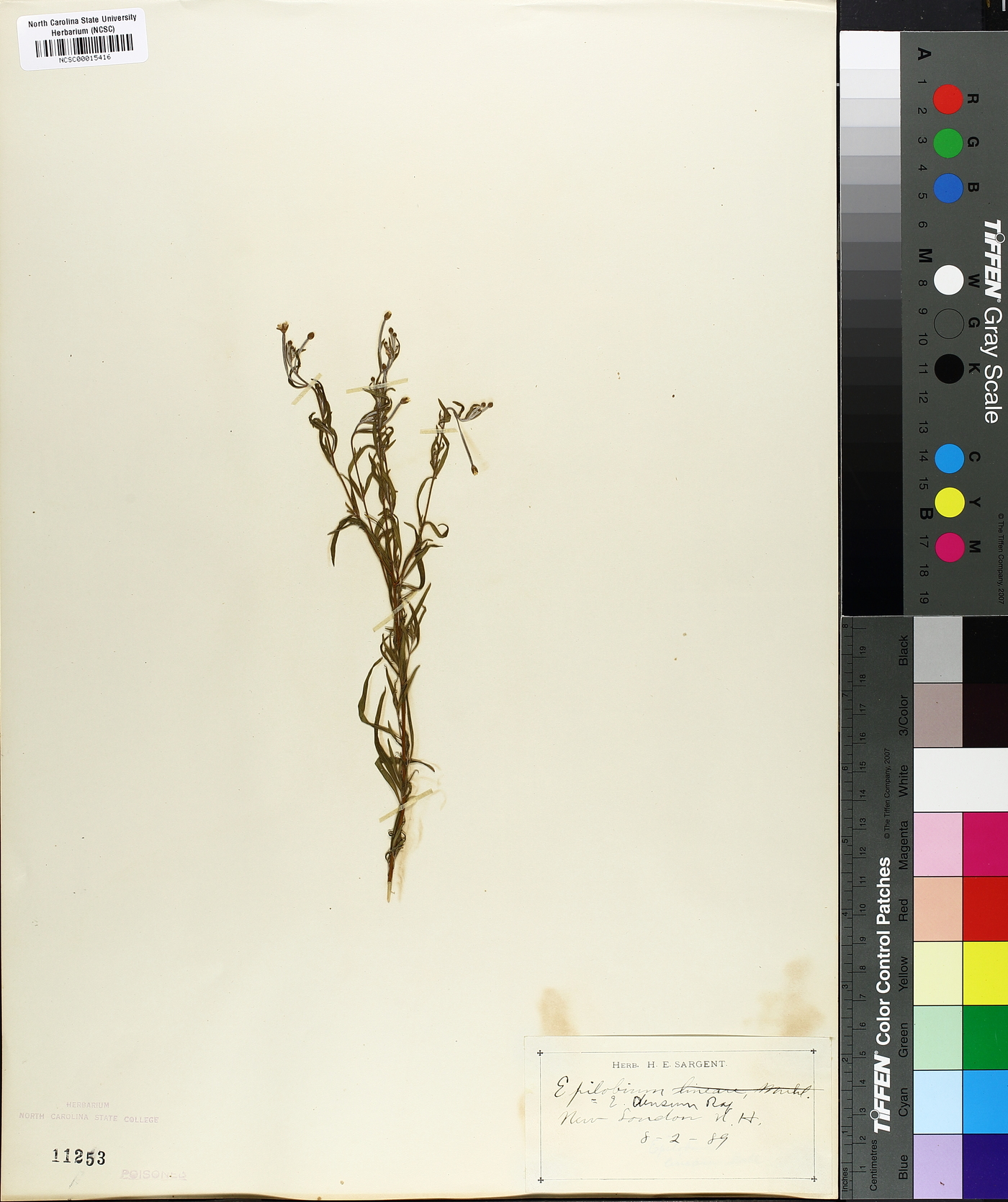 Epilobium densum image