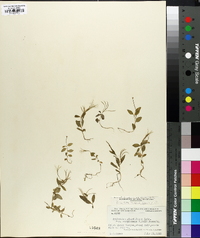 Epilobium ciliatum subsp. glandulosum image