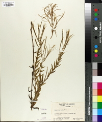 Epilobium parviflorum image