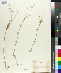 Epilobium brachycarpum image