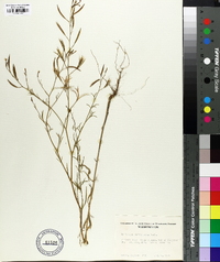 Epilobium brachycarpum image