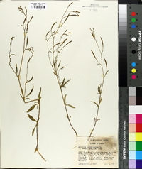 Epilobium brachycarpum image