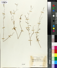 Epilobium brachycarpum image