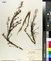 Epilobium brachycarpum image