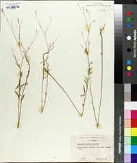 Epilobium brachycarpum image