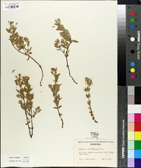 Epilobium suffruticosum image