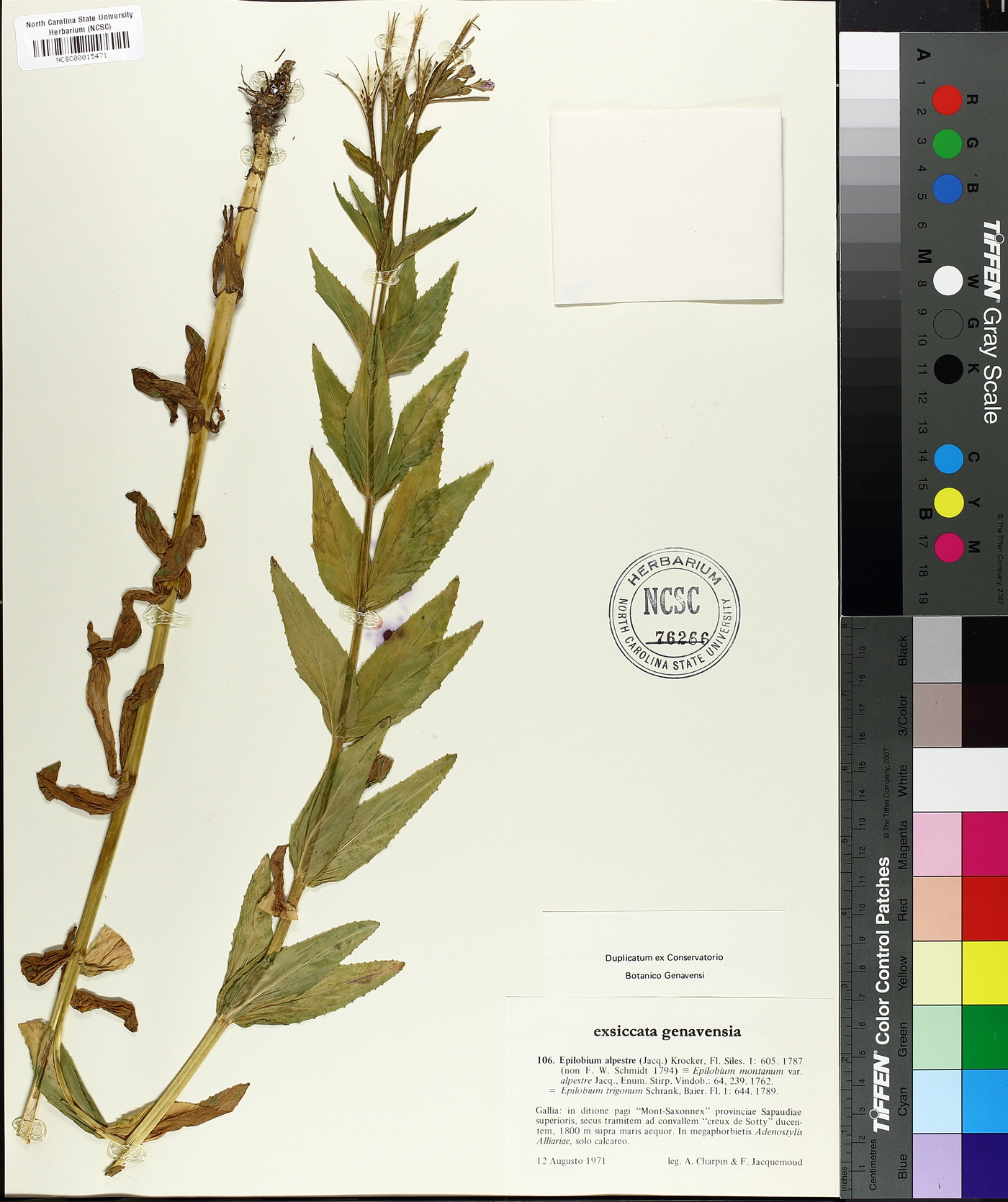 Epilobium alpestre image