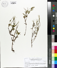 Epilobium tetragonum image