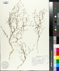 Gayophytum diffusum subsp. parviflorum image