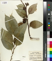 Eucalyptus robusta image