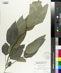 Eucalyptus saligna image