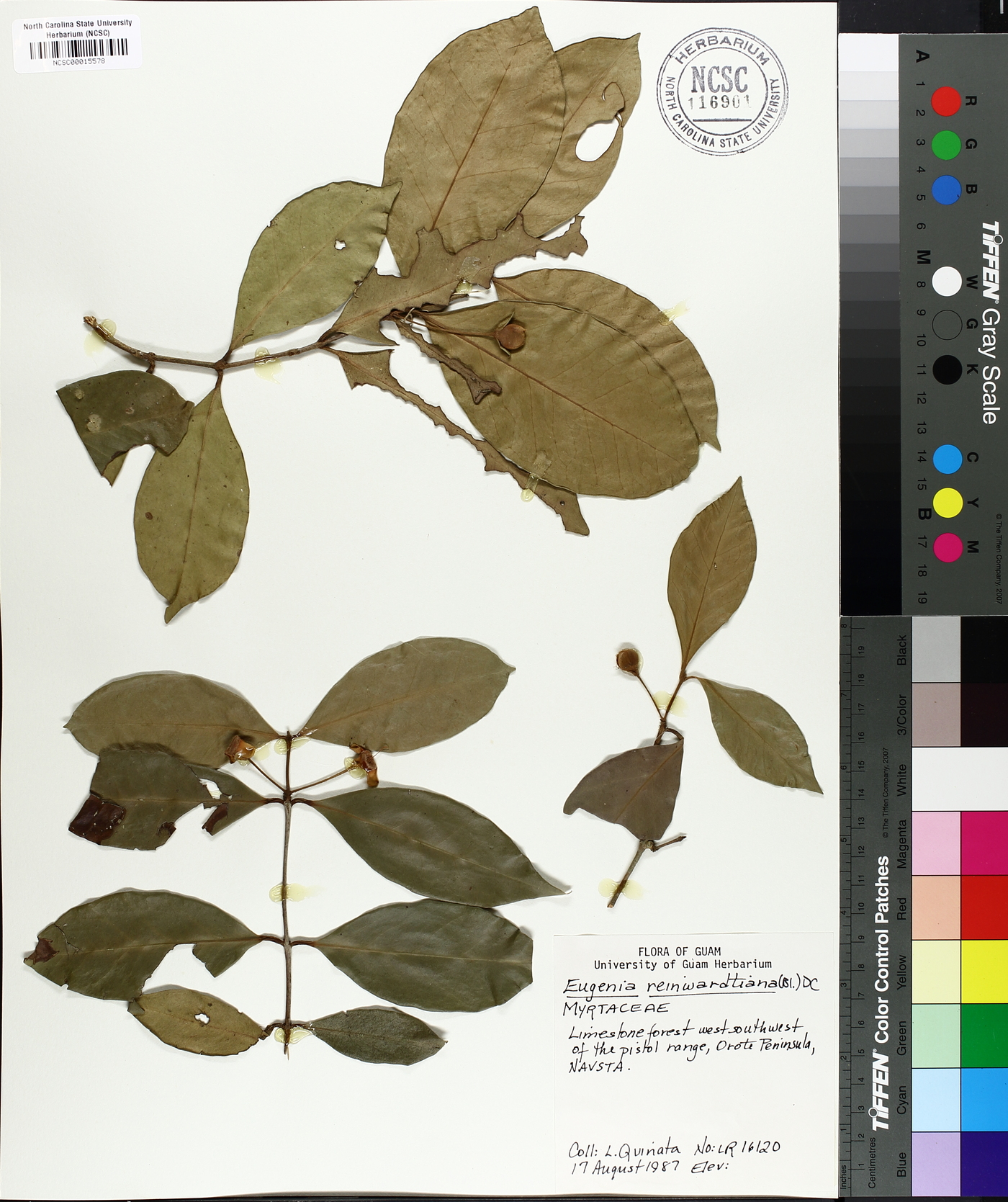 Eugenia reinwardtiana image