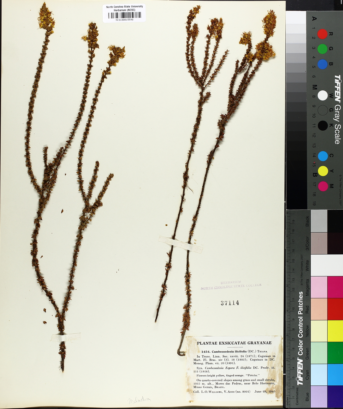 Cambessedesia image