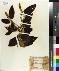 Miconia hyemalis image