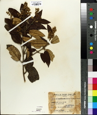 Miconia hyemalis image