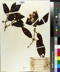 Miconia hyemalis image
