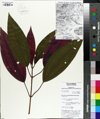 Miconia oinochrophylla image