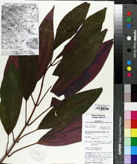 Miconia oinochrophylla image